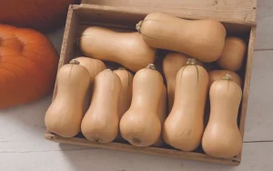 By no means would I ever try to replace our beloved potato, but when winter squash is ripe & available, it would be a darn shame to ignore their flexibility, amazing texture, subtle sweet flavor & nutritional benefits. While all winter squash varieties (acorn, spaghetti, sugar pumpkin, delicata, etc.) have unique properties & deserve a place in your recipe book, butternut squash just has that extra something in texture & flavor as well as versatility that makes it stand out from the others. In my humble opinion, anyway. Nutrition wise, butternut squash has more Vitamin A (beta-carotene), is high in vitamin C & fiber, but also lower in calories & carbs than potatoes. As with potatoes, butternut squash can be mashed, roasted, stuffed, sautéed & puréed. It’s their unique sweet flavor & silky texture that sets it apart. In other words, you’re already off to a better start no matter the preparation. Speaking of preparation, I’ll go through 3 of my favorites: Puréed – Butternut Squash Soup Roasted - Roasted Butternut Squash Salad with Apples, Cheddar & Salted Walnuts Stuffed – Butternut Squash Stuffed Chorizo, Pepper & Cheese All which highlight the deliciously amazing butternut squash. Silky Butternut Squash Soup One of the simplest soups to make also happens to be one of the tastiest & most comforting to eat. If you haven’t made this beautiful butternut squash soup before, get ready. There’s a good chance you’ll be recreating it many times this fall/winter season. Ingredients: • 1 large butternut squash (about 3-4 pounds) halved lengthwise and seeds removed using a large soup spoon. • 1 tablespoon olive oil, plus more for drizzling • 1 yellow onion - small dice • 1 teaspoon salt • 4 garlic cloves – minced • 1 teaspoon maple syrup • 1 tablespoon fresh sage - finely diced OR 1/2 teaspoon dried sage • Freshly ground black pepper, to taste • 3 to 4 cups chicken stock or, vegetable stock/broth • 2 tablespoons butter Optional: 1/4 cup half & half Pinch cayenne pepper Roadmap: 1. Preheat the oven to 425 degrees Fahrenheit. 2. Line a large baking sheet with parchment paper. On the pan, drizzle each half of the squash with just enough olive oil to lightly coat the squash on the outside skin. Rub/brush oil over the inside flesh of the squash and sprinkle it with salt and pepper. 3. Turn the squash face down and roast until it’s tender and completely cooked through, about 40 to 50 minutes. If the skin or flesh browns, that’s a good thing. Set the squash aside until it’s cool enough to handle, 8-10 minutes. 4. In a large soup pot, add 1 tablespoon olive oil over medium heat to warm. Add diced onion and 1 teaspoon salt. Cook, stirring often, until the onion has softened and is starting to turn golden & translucent, about 3 to 4 minutes. Add the garlic and cook about 1 minute, stirring frequently - do NOT burn the garlic. If using a blender, transfer contents to your stand blender along with all other remaining ingredients. *Use extra caution with stand blender. DO NOT FILL BLENDER MORE THAN 3/4 FULL AT A TIME or it can explode from the heat & pressure. I prefer to save the cleanup & use my Emerson blender instead. 5. Use a large spoon to scoop the butternut squash flesh into the pot. Discard the tough skin. Add the maple syrup, sage & some freshly ground black pepper. Pour in 3 cups stock or broth. 6. Start your Emerson blender on medium until squash begins to puree, then turn up to high. Stop once your soup is silky. 7. If you would like your soup a bit thinner, stir in more stock/broth. Add butter and half & half & cayenne (if using). Blend again. Taste and stir in more salt and pepper, if necessary. This soup is one of the purest ways to enjoy the subtle sweetness of butternut squash. Bet you can’t quit at just one bowl! Roasted Butternut Squash Salad with Apples, Cheddar & Salted Walnuts Confetti of textures & flavors - this salad is the perfect addition to any fall meal. Ingredients: • 1 small (1 1/2 pounds) butternut squash, peeled and cut into 1/2-inch dice (about 4 cups) • 3 tablespoons extra-virgin olive oil, divided • ½ teaspoon salt, divided • ½ teaspoon ground pepper, divided • 2 tablespoons Apple cider vinegar • 2 teaspoons maple syrup • 2 teaspoons Dijon mustard • 6 cups packed Arugula or mixed greens • 1 medium Honeycrisp apple - sliced • ½ cup sharp Cheddar cheese - cubed • ½ cup toasted salted walnuts – any other nut of your choice works perfectly Roadmap: 1. Preheat oven to 400°F. 2. In a large bowl, mix together squash, 1 tablespoon olive oil, salt & pepper. Spread on a parchment or foil lined large rimmed baking sheet and roast, stirring once, until fork tender, about 18-20 minutes. 3. In a large bowl, whisk together, the remaining 2 tablespoons oil, vinegar, maple syrup, mustard and 1/4 teaspoon each salt and pepper. Add the roasted squash, greens, apple, cheese and walnuts. Toss gently to coat. This salad hits on all notes. Tender squash, salty walnuts, tangy cheddar & sweet, crunchy apples all tied together with a maple Dijon vinaigrette. Amazing! Chorizo Stuffed Butternut Squash Stuffing squash is the perfect way to easily pull together a compact, complete meal. I personally love the smoky paprika flavor of chorizo & how it pairs beautifully with a subtly sweet butternut squash. The addition of onions, bell peppers & cheese, well, that certainly doesn’t hurt. This stuffed squash can stand alone as a complete meal or it can be cut into smaller portions as a great side dish. Doesn’t matter how you cut it, it’s darn good. Ingredients: For The Squash: • 2 small/medium butternut squash halved lengthwise and seeds removed • 1 tablespoon extra-virgin olive oil • Kosher salt and ground black pepper For The Filling: 1 tablespoon olive oil • 1 pound raw chorizo (sometimes called Mexican chorizo) • 1 small yellow onion - chopped small • 1 red bell pepper - chopped small • 1/2 teaspoon kosher salt • 1/2 teaspoon granulated onion • 1/2 teaspoon smoked paprika (hot or sweet) • 1/4 teaspoon ground black pepper • 2 cloves minced garlic • 1 cup shredded Monterey or Pepper Jack cheese - divided Roadmap: 1. Preheat the oven to 400°F. Line a large baking sheet with parchment for easier cleanup. 2. With a sharp, sturdy chef’s knife, carefully cut off the stem & cut the squash in half horizontally from stem to base. Scoop out and discard the seeds. 3. Brush each cut flesh side, with olive oil and sprinkle with salt and pepper. Arrange the squash cut-sides down on the baking sheet. 4. Place in the oven and bake for 40 - 45 minutes, until the flesh is fork-tender. 5. While the squash bakes, prepare the filling: Heat the olive oil in a large skillet over medium-high heat. Add the chorizo. Brown the meat, breaking it apart into small pieces for 3 -5 minutes. 6. Add the onion, bell pepper, salt, pepper, granulated onion, smoked paprika and minced garlic. Cook, stirring frequently, until the sausage is cooked through, the vegetables are softened, have given up liquid, and the liquid has cooked off, about 5-6 additional minutes. Remove skillet from heat, let rest for 5 minutes then mix in 1/2 cup shredded cheese. Taste for seasoning & adjust for salt & pepper if needed. 7. Remove the squash from the oven. When the squash is cool enough to handle, using a spoon, scrape some of the flesh from the neck of the squash, creating a small trench. Add the removed flesh to the skillet of chorizo, veg, cheese & mix together. 8. Divide the filling mixture between the squash, filling up the seed well and the neck. Top each squash with remaining grated cheese. Return the squash to the oven and bake until the cheese is fully melted and the filling is hot throughout, 10 to 12 minutes. This is an “all in one” dish. Between the silky sweet squash, flavorful chorizo, sautéed vegetables & creamy stretchy cheese, what else could you want? Whether it be a soup, salad or cheesy chorizo stuffed entree, butternut squash deserves at least one spot on your table/menu during the cooler months of the year. Once you’ve experimented with the delicate complexity of butternut squash, you & your family will find yourself wanting more & more. It’s addicting!